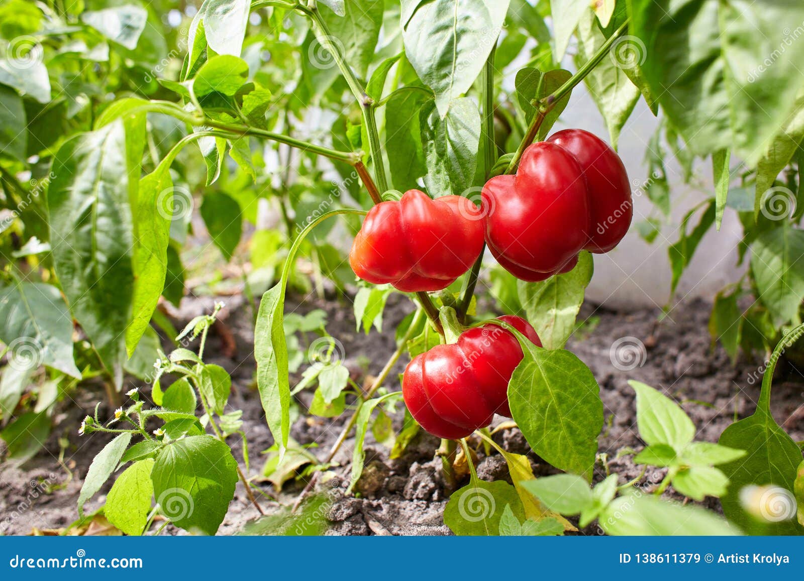 Перец Новогогошары от гогошар высота куста
